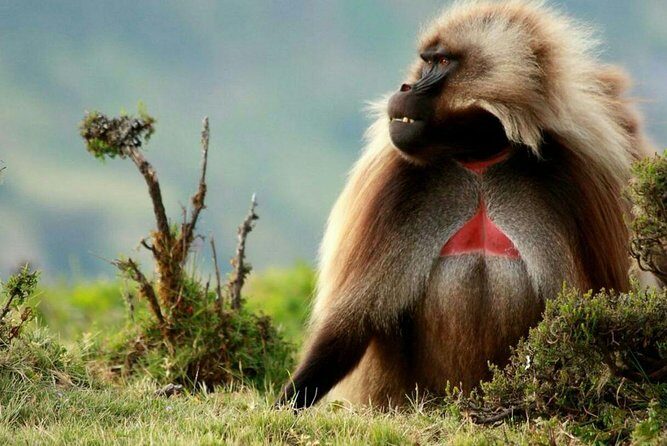 10 Days in Northern Ethiopia Tours - Key highlights you’ll actually feel in your day