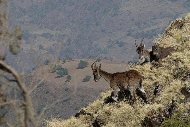 2 Days Simien Mountains Trekking - The Simien Mountains Effect: Why This 2-Day Trek Feels Bigger Than It Is