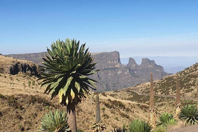 2 Nights 3 Days Trek to Semien Mountain - Price and value: what $400 covers and how it changes the trip