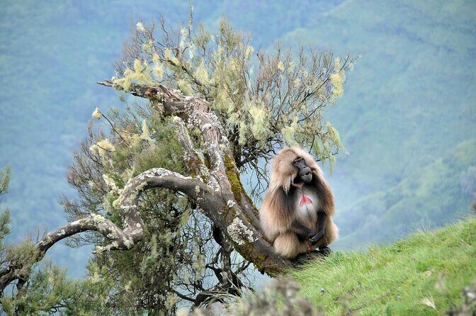 6 Days tour Package (Simien Mountains, Lalibela, and Danakil Depression) - Key things to know before you go