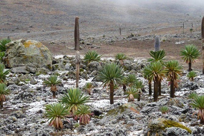 Bale Mountains National Park – 5 Day Tour - Trek Day: Dinsho to Sodota and the Ethiopian Wolf Chances