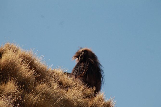 Day Hike Around Lalibela - Complimentary Lunch at Hudad Lodge: A Break That Actually Refreshes
