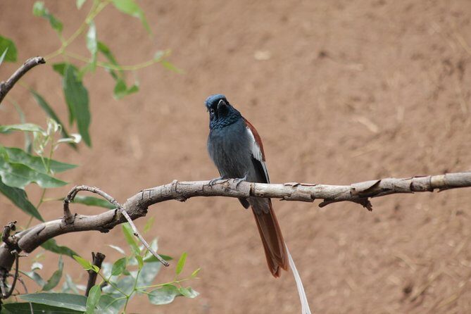 Day Hike Around Lalibela - Wildlife Watching in Lalibela Hills: Gelada Baboons, Hyraxes, and Birds