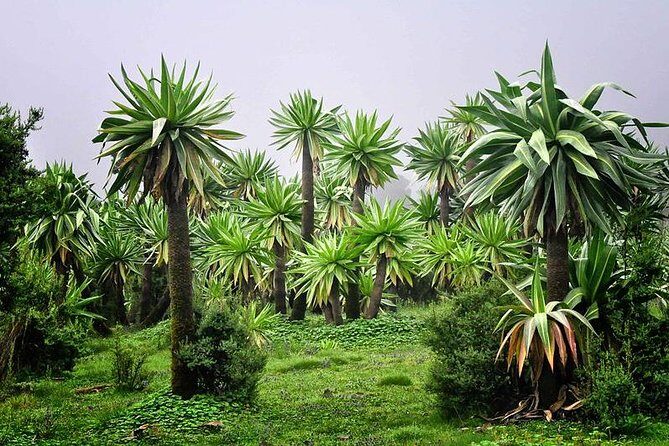 Day trek to Simeien Mountains - Wildlife and Birds on the Trail: What You Might Actually See
