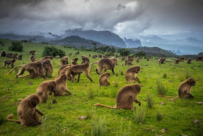 Day trek to Simien Mountain - Simien Mountains Day Trek: The Experience in Plain Terms