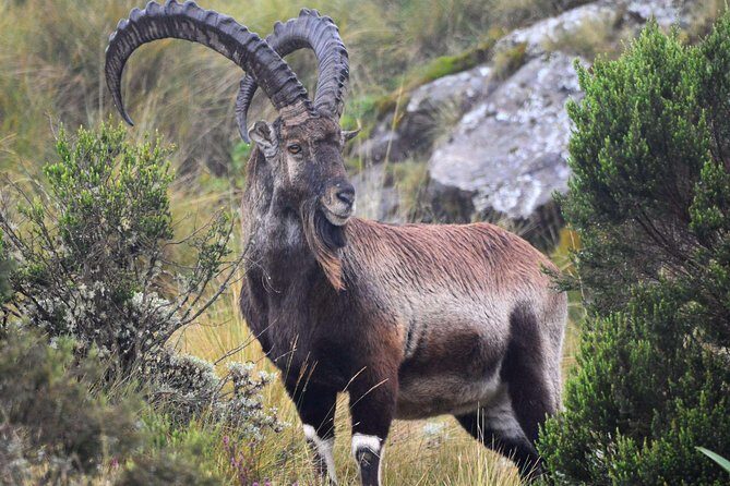 Day trek to Simien Mountain - Chilkuwanit Viewpoint: The Payoff You Came For