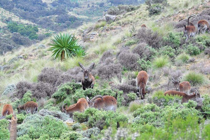 Day trek to Simien Mountain - Transfers, Lunch, and the Stuff That Makes It Feel Easy
