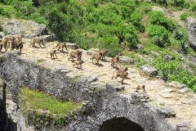 Day Trip Around Addis Ababa - The ride out of Addis Ababa: 8:00 am to 4:30 pm, in a calm and efficient way