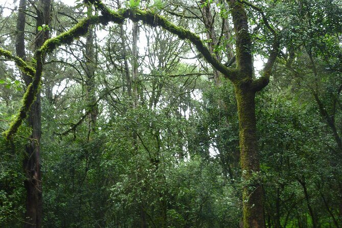 Day Trip to Menagesha Suba Forest from Addis Ababa - Key things to know before you go