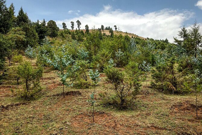 Day Trip to Menagesha Suba Forest from Addis Ababa - Why Menagesha Suba Forest Park is more than a “nice walk”