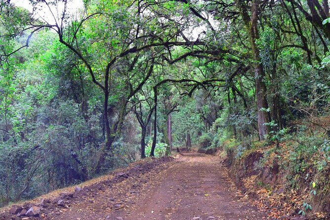 Day Trip to Menagesha Suba Forest from Addis Ababa - Entering the park: what your guide is likely to help you notice