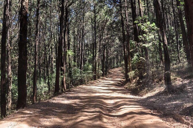 Day Trip to Menagesha Suba Forest from Addis Ababa - What the day feels like: hike, bird watch, or picnic