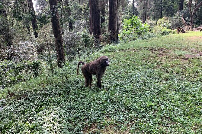 Day Trip to Menagesha Suba Forest from Addis Ababa - Lunch and coffee: small included perks that make the day smoother