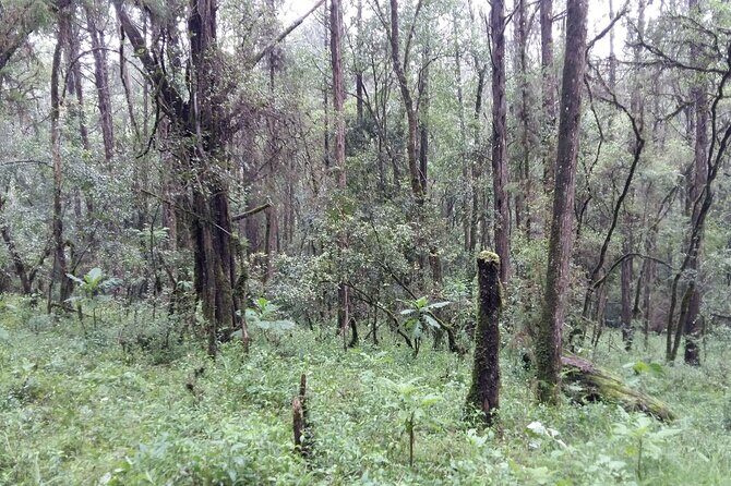 Day Trip to Menagesha Suba Forest from Addis Ababa - How to dress and pack for a forest day (without overthinking it)