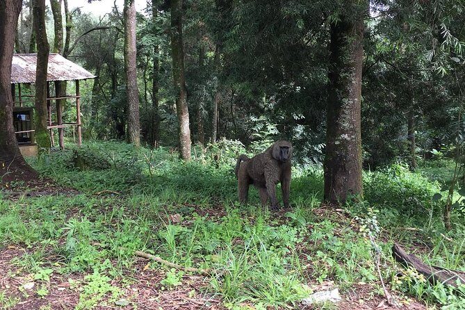 Day Trip To Menagesha Suba Forest - The forest itself: old protected land and endemic species