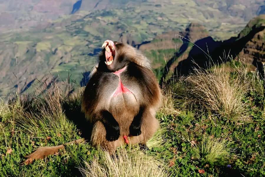 Debre Libanos Monastery & Scenic Portuguese Bridge Tour - Quick hits before you go