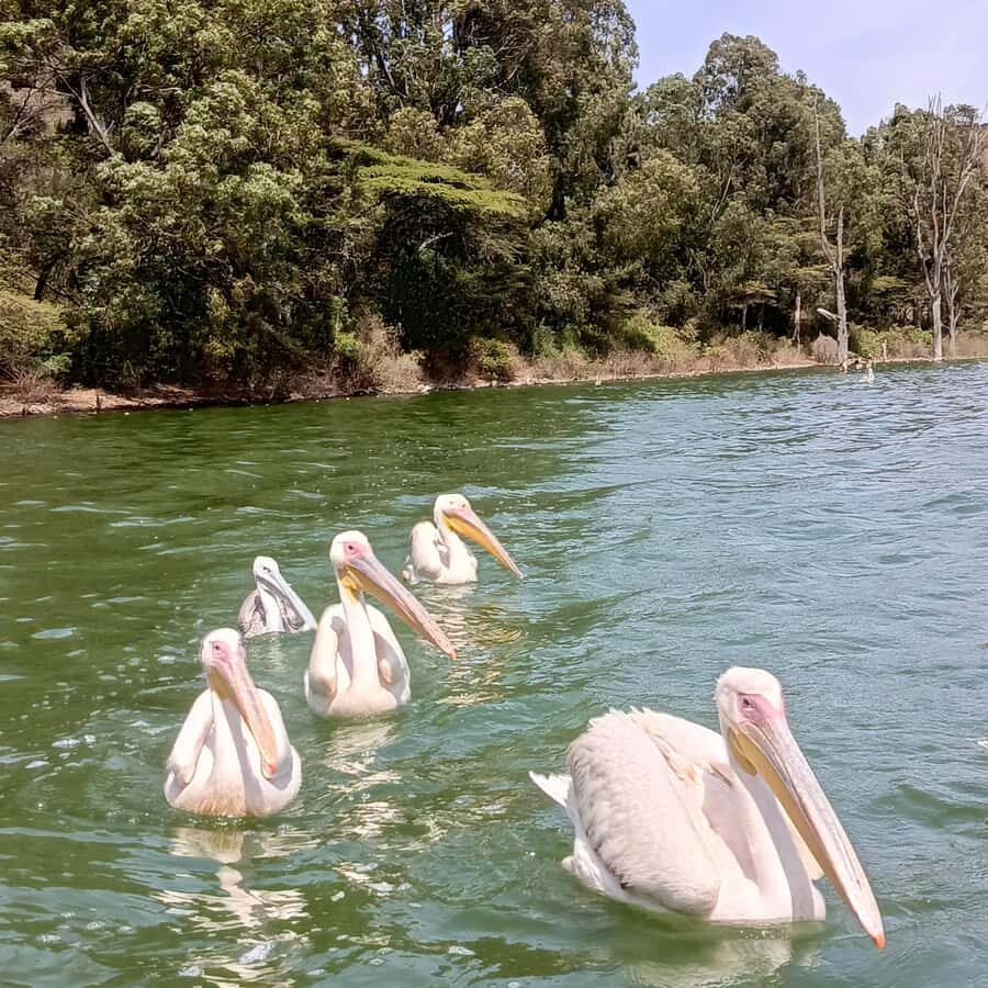 From Addis Ababa: Bisheftu Lake Side Tour - Key things that make this tour worth your day