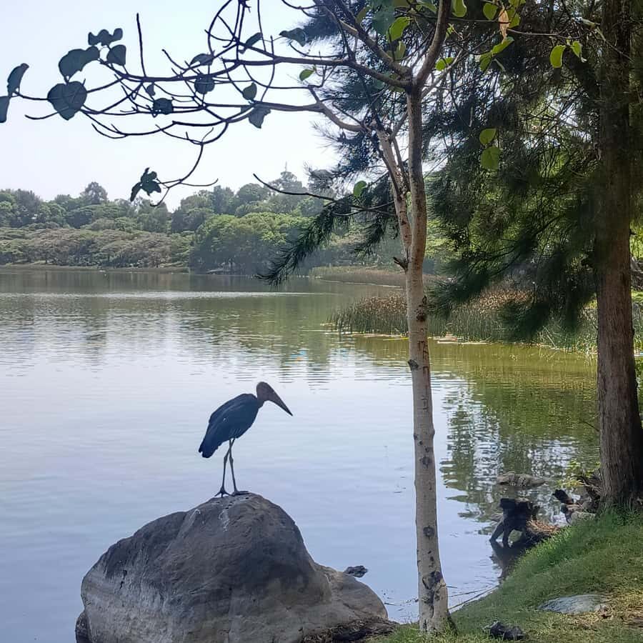 From Addis Ababa: Bisheftu Lake Side Tour - Why Bishoftu crater lakes work as an 8-hour Addis escape