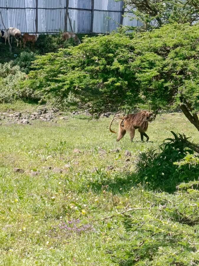 From Addis Ababa: Bisheftu Lake Side Tour - Getting to Bishoftu: pickup options and highway scenery