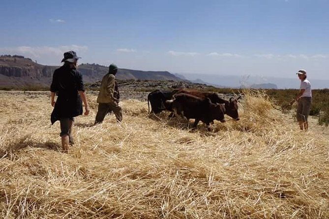 Lasta Mountains: Highland Eco Trekking Tour in Lalibela - Who should book this, and who might skip it