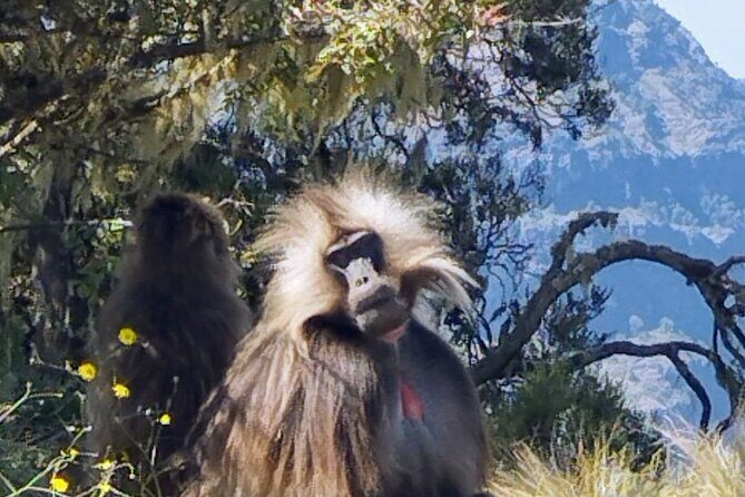 Monastic Marvels Exploring the beauty of Debre Libanos Monastery - Debre Libanos: why this 100-km day trip works