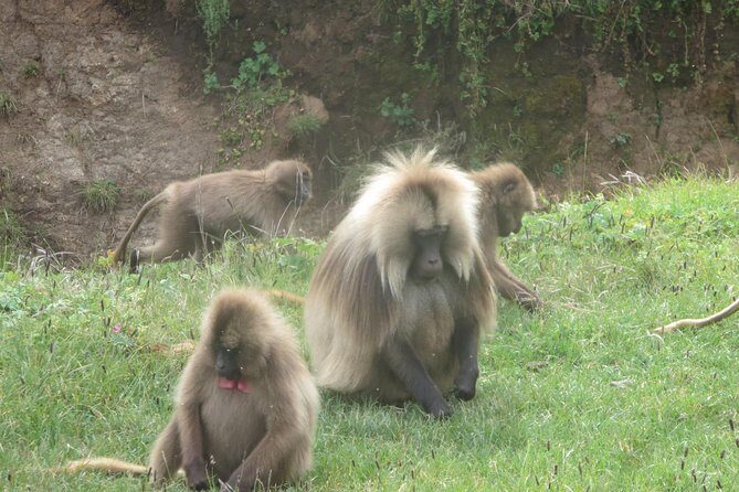 Northern Ethiopia & Trekking Simien Mountains , 10 Days - Debark and the Simien Mountains: meeting the scout and your trekking team