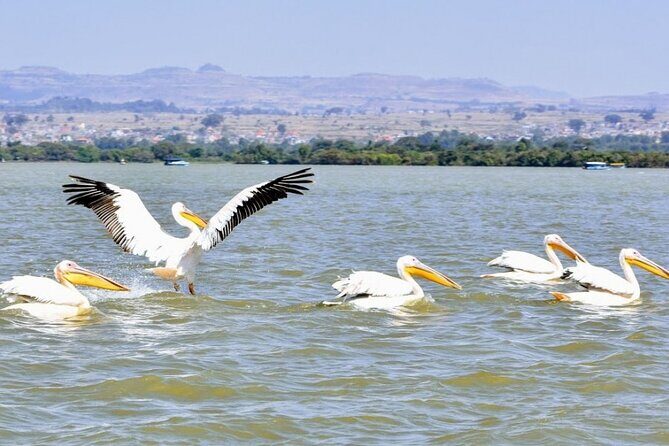 Private Guided Tours To Bahir Dar Lake Tana Monastery & Blue Nile Waterfalls - Who this tour suits best (and who might want something else)