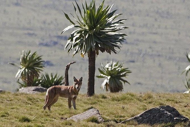 Simien Mountains National Park – 7 Day Trek - Chennek to Sona via Buwhit Pass: walia ibex and the high-altitude challenge