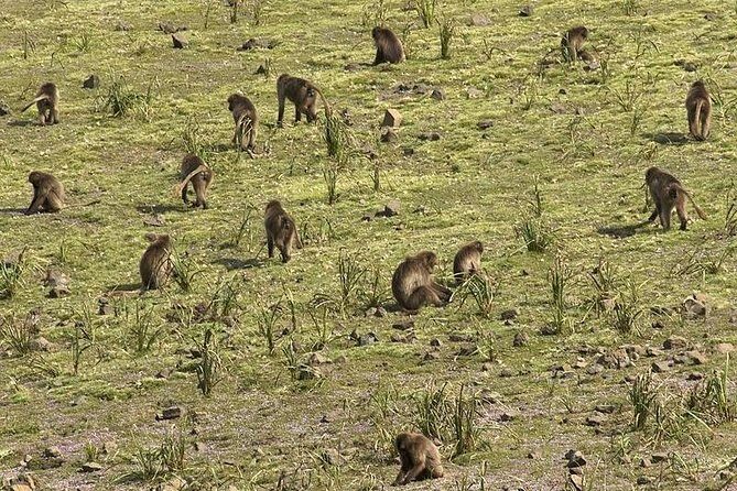 Simien Mountains National Park – 7 Day Trek - Mulit to Adiarkay, then back to Gondar: the final downhill wrap-up