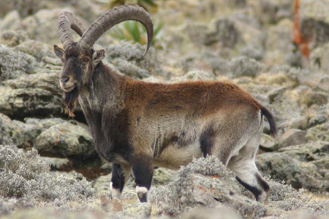Simien Mountains National Park – 7 Day Trek - Sankaber to Geech: Jinbar’s waterfall power plus a real village pause