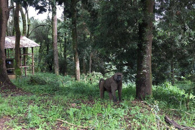 Two days Lake Wenchi and Menagesha Forest - Should you book it?